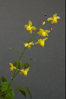 Epimedium pinnatum ssp colchicum x. flavum